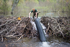 Vt Fish & Wildlife Installing Water Control Devices on Beaver Dams